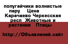 попугайчики волнистые пару  › Цена ­ 1 000 - Карачаево-Черкесская респ. Животные и растения » Птицы   